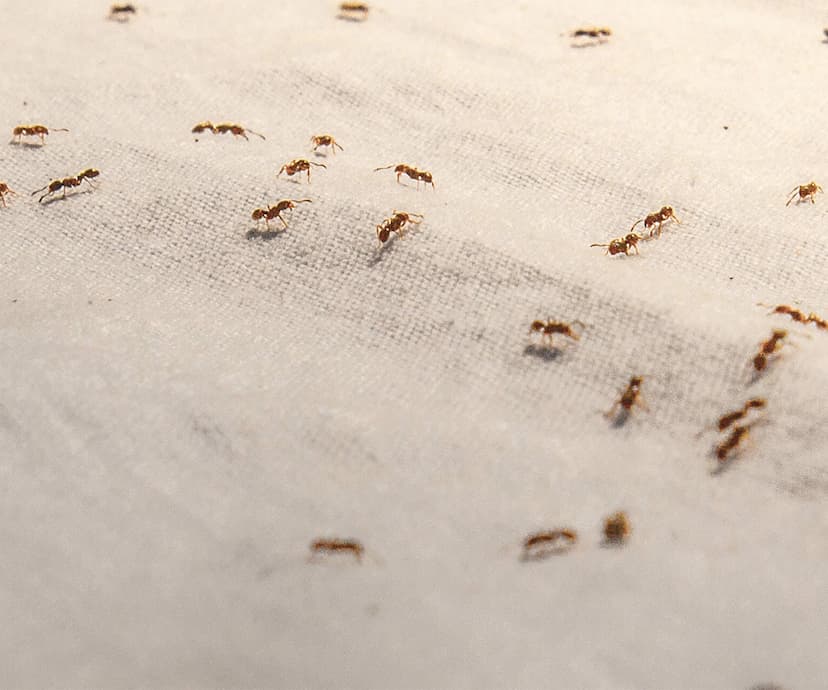 The Insect Pain Index: Are your exterminators at risk?
