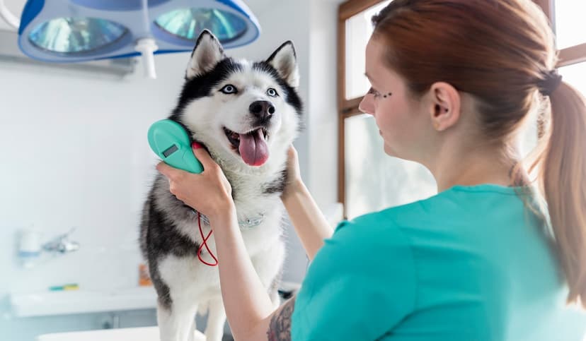 10 Best Pet Care Phone Systems