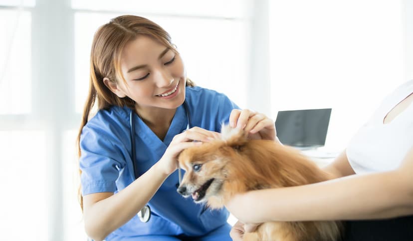 Strategies to Improve Client Experience for Veterinarians